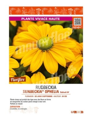 RUDBECKIA SUNBECKIA® OPHELIA