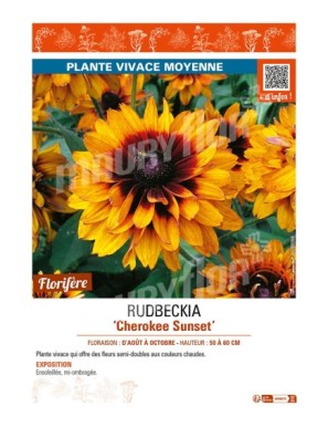 RUDBECKIA (x hirta) Cherokee Sunset