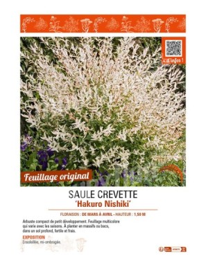 SALIX INTEGRA HAKURO NISHIKI voir SAULE CREVETTE