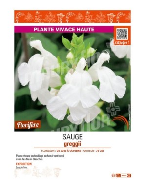 SAUGE greggii (blanche)