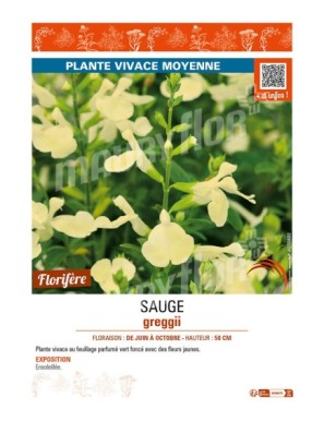 SAUGE greggii (jaune)