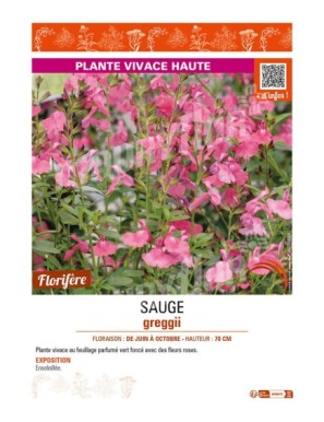 SAUGE greggii (rose)