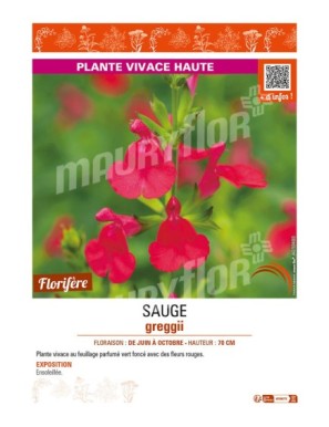 SAUGE greggii (rouge)