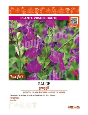 SAUGE greggii (violet)