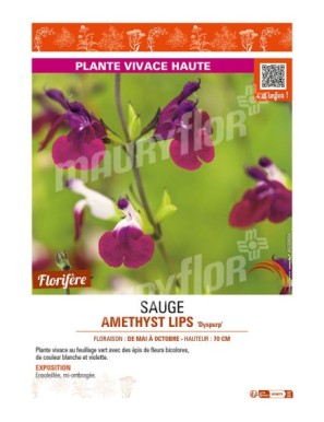 SAUGE AMETHYST LIPS Dyspurp