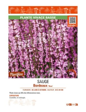 SAUGE Bordeaux Rose