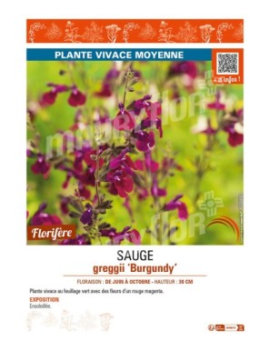 SAUGE greggii Burgundy (rouge foncé)