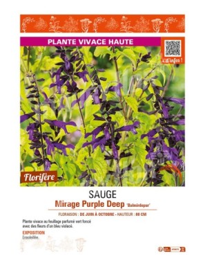 SAUGE greggii Mirage Purple Deep Balmirdepur
