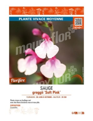 SAUGE greggii Soft Pink
