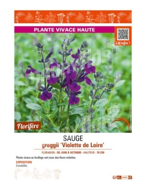 SAUGE greggii Violette de Loire