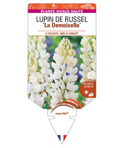 LUPINUS 'La Demoiselle' voir LUPIN DE RUSSEL (blanc) *