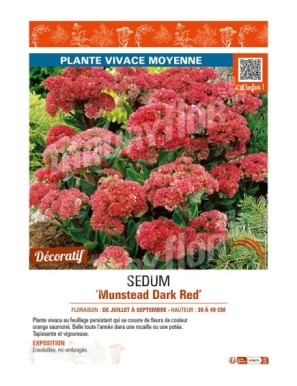 SEDUM (hybridum) Munstead Dark Red