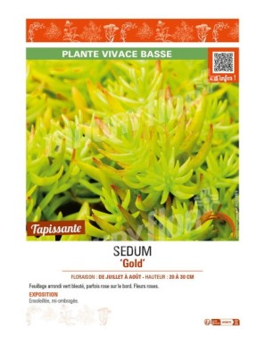 SEDUM (sediforme) Gold