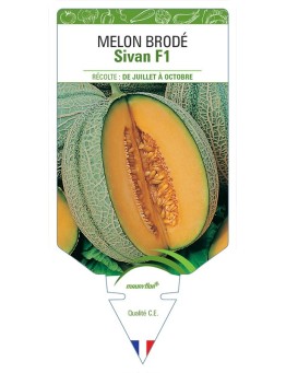 MELON SIVAN F1 (BRODÉ)