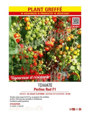 TOMATE PERLINO RED F1 Plant greffé