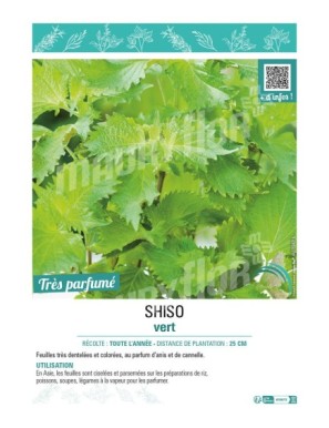 SHISO VERT