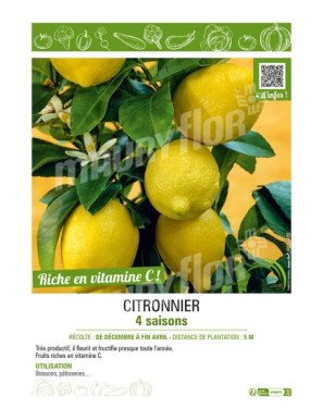 CITRONNIER 4 SAISONS