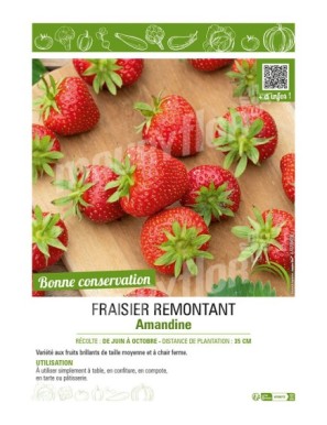 FRAISIER REMONTANT AMANDINE