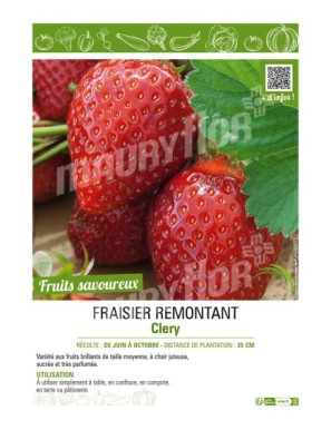 FRAISIER REMONTANT CLERY