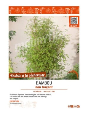 BAMBOU non traçant