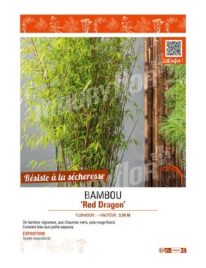 BAMBOU Red Dragon