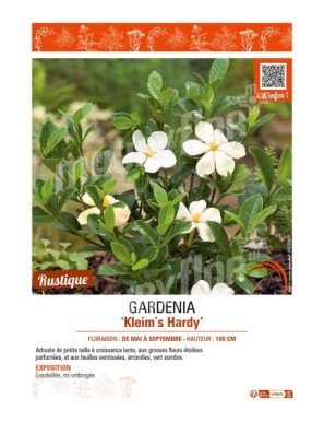 GARDENIA Kleim’s Hardy