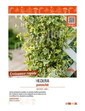 HEDERA PANACHÉ