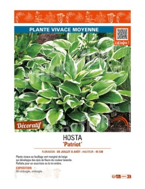 HOSTA (fortunei) Patriot