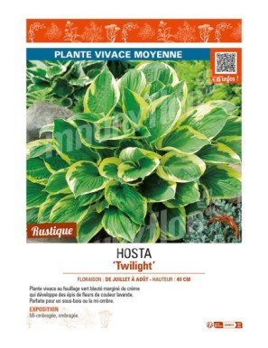 HOSTA (fortunei) Twilight