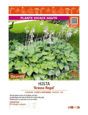 HOSTA (nigrescens) Krossa Regal