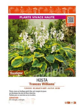 HOSTA (sieboldiana) Frances Williams