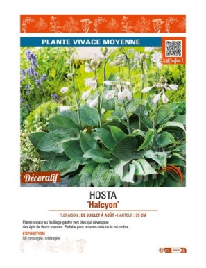 HOSTA (tardiana) Halcyon