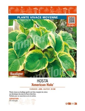 HOSTA American Halo