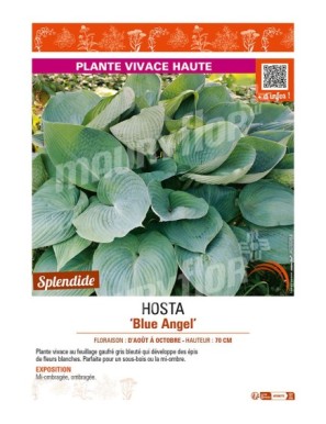 HOSTA Blue Angel