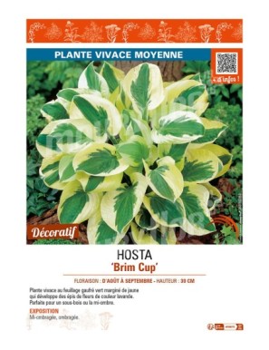 HOSTA Brim Cup