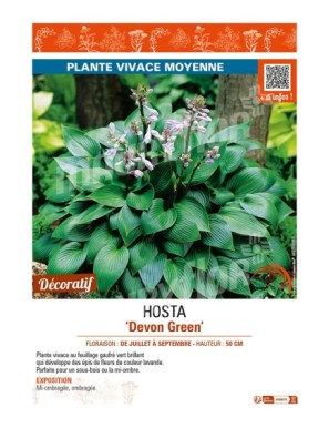 HOSTA Devon Green