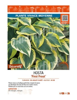 HOSTA First Frost