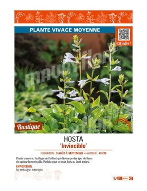 HOSTA Invincible