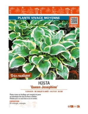 HOSTA Queen Josephine