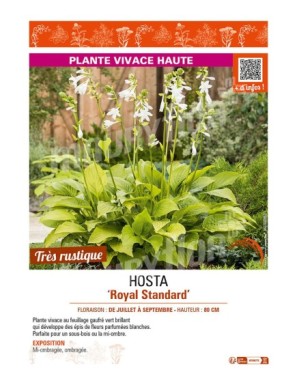 HOSTA Royal Standard