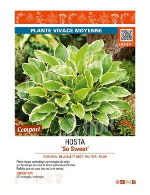 HOSTA So Sweet