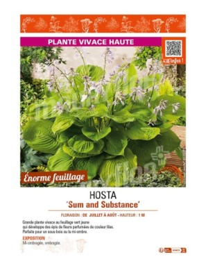 HOSTA Sum and Substance