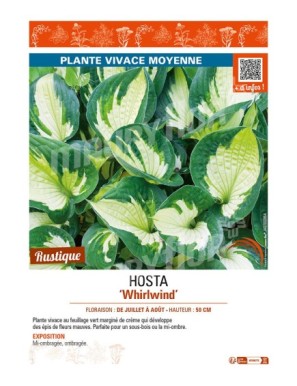 HOSTA Whirlwind