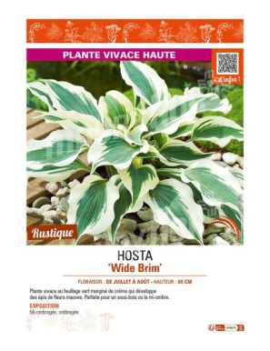 HOSTA Wide Brim