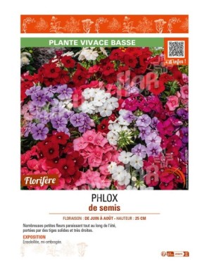 PHLOX de semis