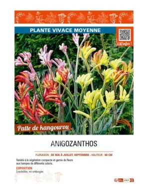 ANIGOZANTHOS