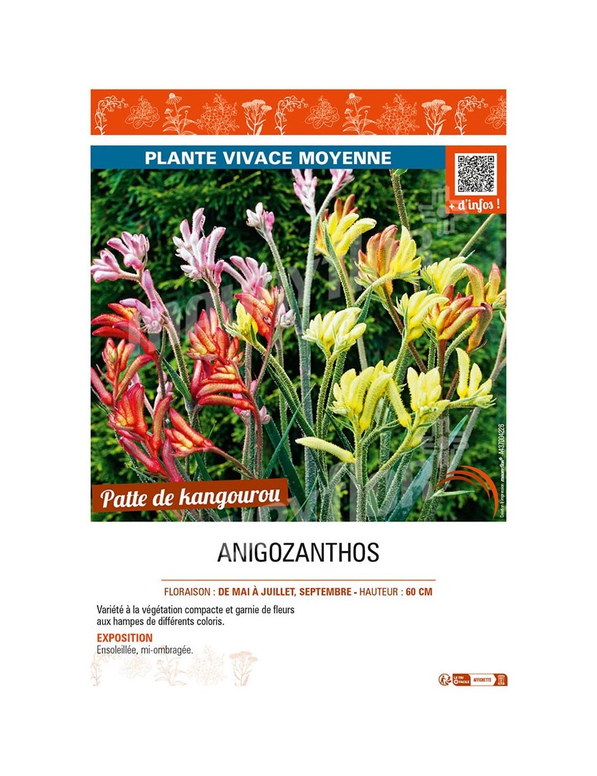 ANIGOZANTHOS