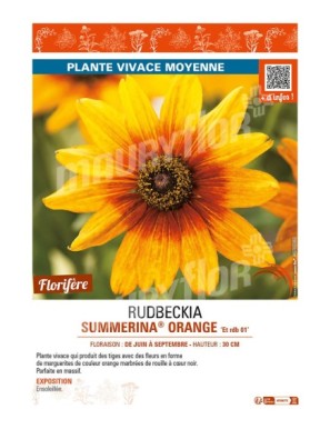 RUDBECKIA SUMMERINA® ORANGE