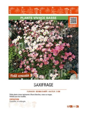 SAXIFRAGE