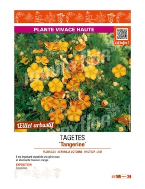 TAGETES Tangerine